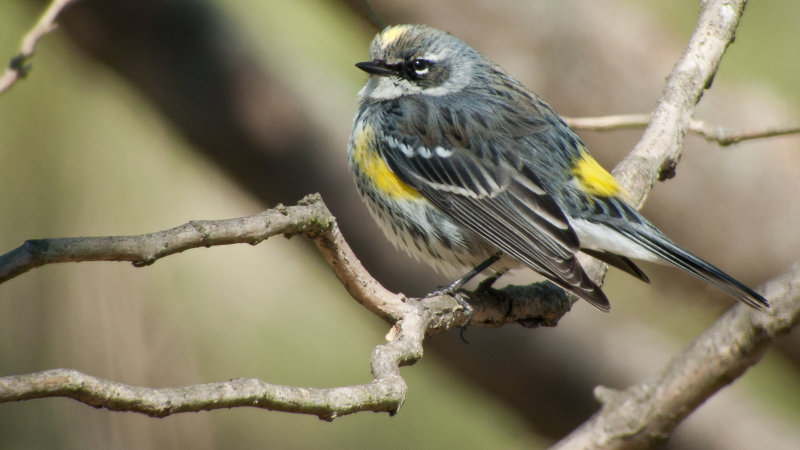 Yellow-rumped Myrtle Warbler