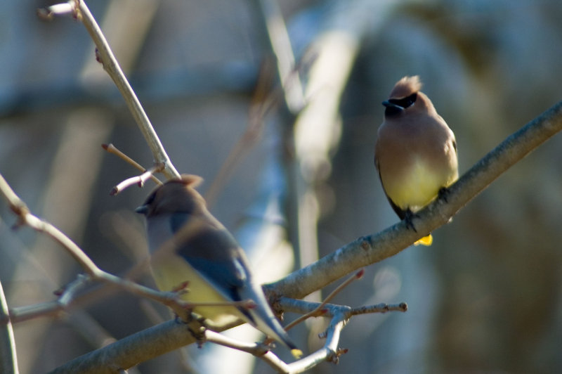 Cedar Waxwings