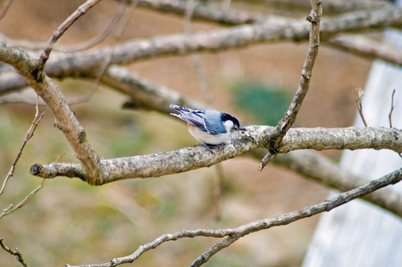 White-Breasted Nuthatch