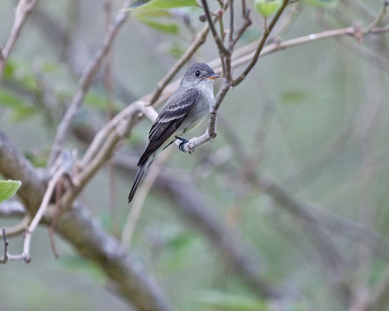 Eastern Wood-Pewee Flycatcher
