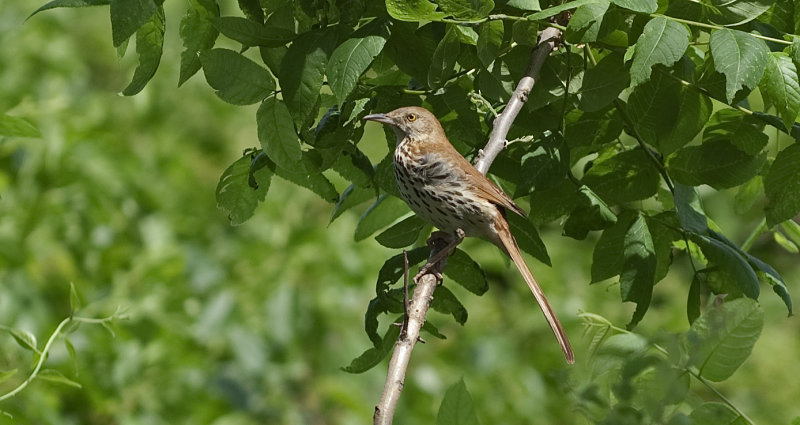 Brown Thrasher