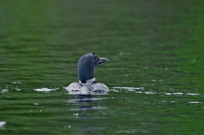 Common Loon - Male