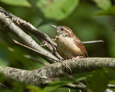 Carolina Wren