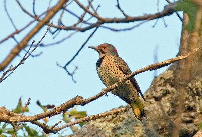 Northern Flicker Yellow-shafted (Male)