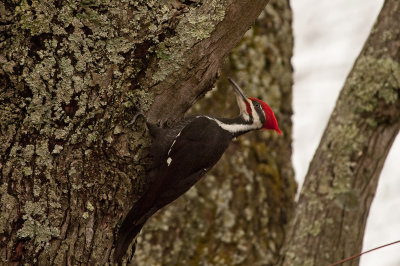 Pileated Woodpecker (Male)