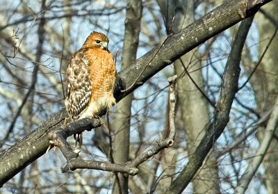 Red-shouldered Hawk