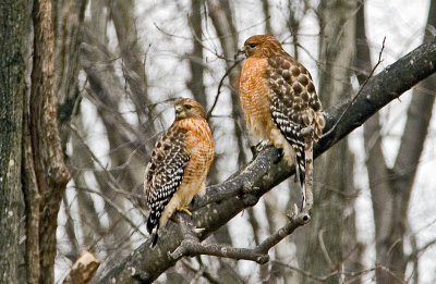 Pair of Red-shouldered Hawks