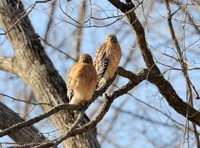 Pair of Red-shouldered Hawks