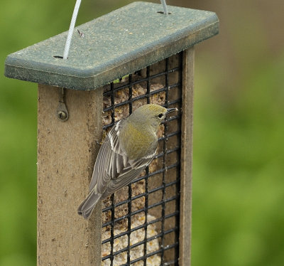 Pine Warbler (Female)