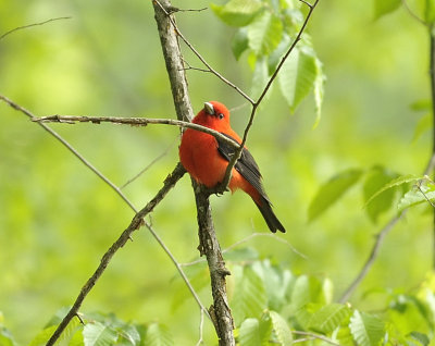 Scarlet Tanager (Male)