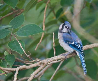 Blue Jay