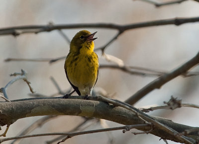 Pine Warbler (Male)