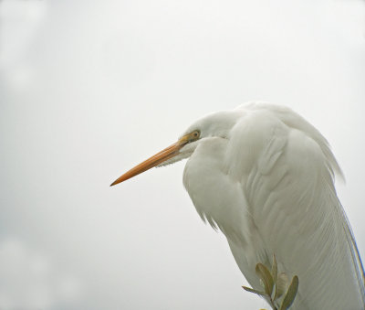 Great Egret