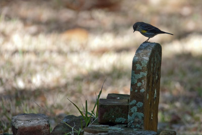 Yellow-rumped Warbler on Gravestone