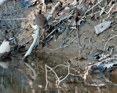 Winter Wren