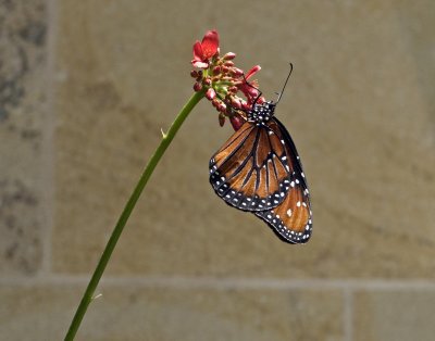 Soldier Butterfly