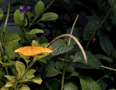 Long-winged Butterfly