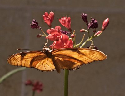 Long-winged Butterfly