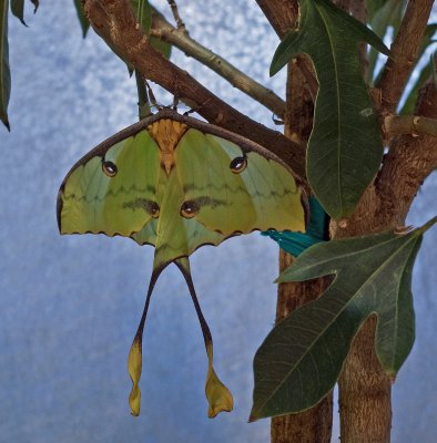 Luna Moth