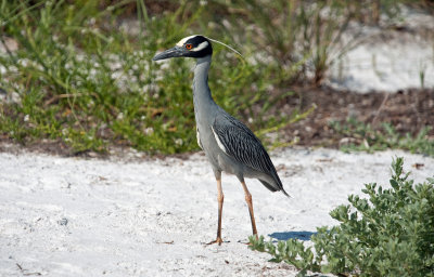 Yellow-crowned Night-Heron