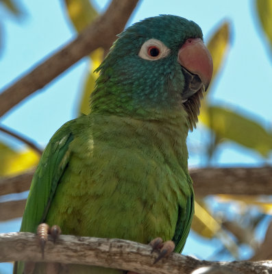 Blue-crowned Conure