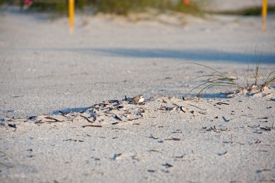 Snowy Plover