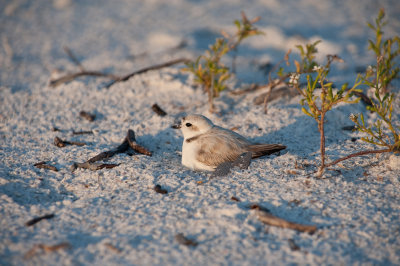 Snowy Plover