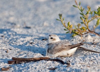 Same Female Snowy Plover