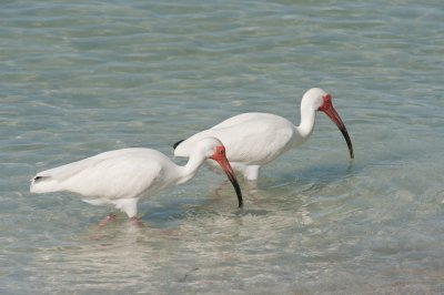 White Ibis