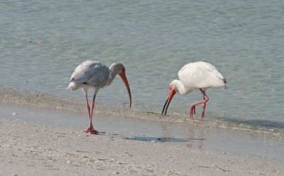 White Ibis