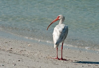 White Ibis (Immature)