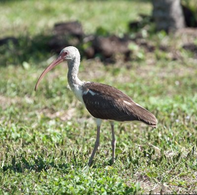 White Ibis (Juvenile)