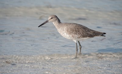 Willet