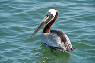 Brown Pelican