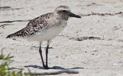 Black-bellied Plover (Female)