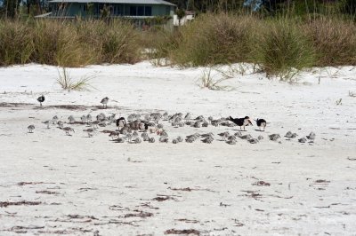 Plovers-on-the-Beach