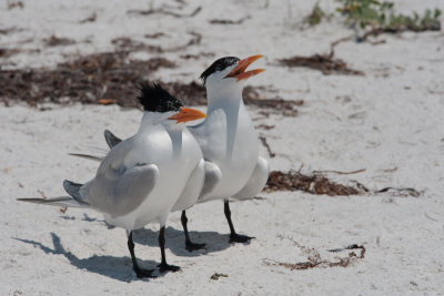 Pair of Royal Terns