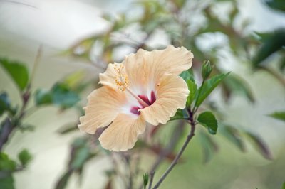 Hibiscus - Lifted-to-the-Light