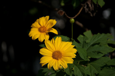 Very Large Daisy Hedge