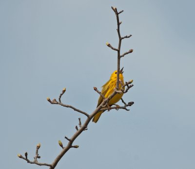 Yellow Warbler (Male)