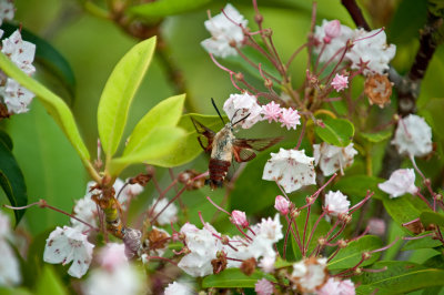 Snowberry Clearwing Moth