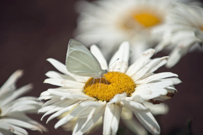 Cabbage White Butterfly on Daisy