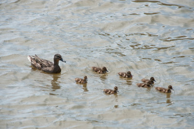 Female Mallard with her Troops