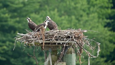 Female Osprey with two Youngsters