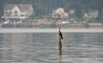 Great Cormorant