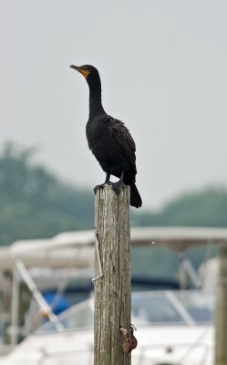 Double-crested Cormorant