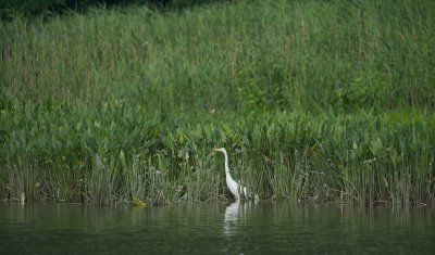 Great Egret