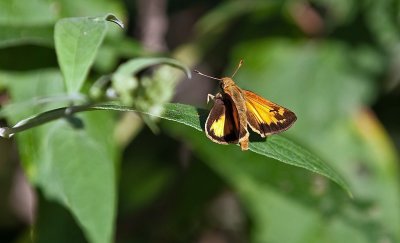 Summertime Skipper