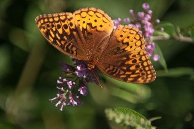 Great Spangled Fratillary Butterfly