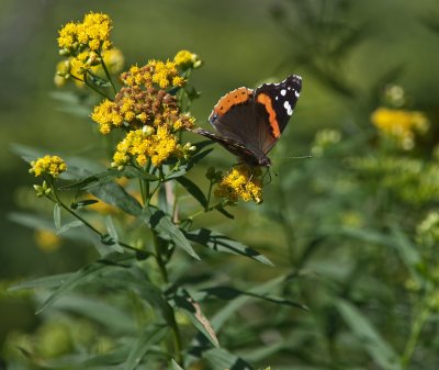 Red Admiral Butterfly